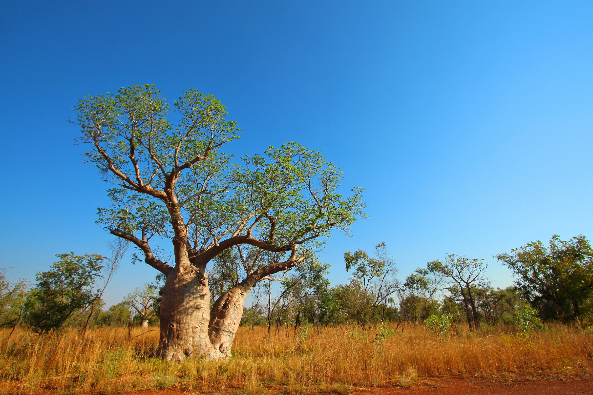 koolama bay, kimberley, western australia.webp